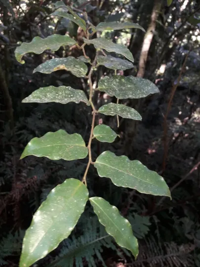 Amborella trichopoda