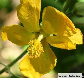 Abutilon exstipulare