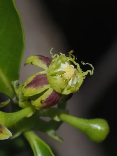 Camptocarpus mauritianus