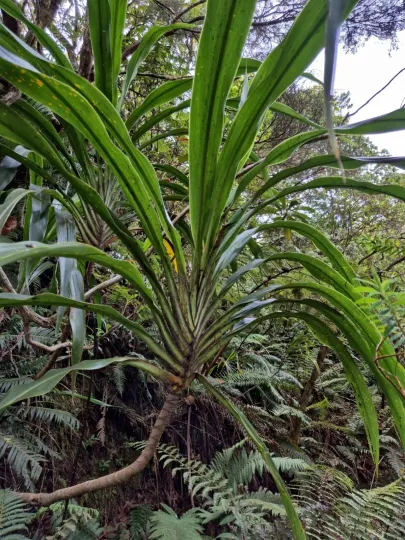 Mauritian Dracaena
