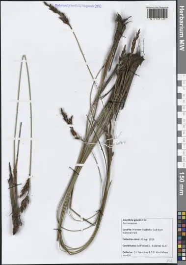Anarthria gracilis
