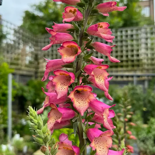 Digitalis xvalinii