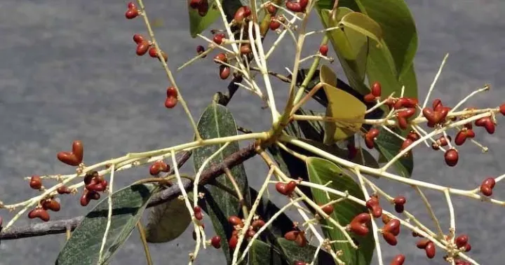 Centroplacus glaucinus