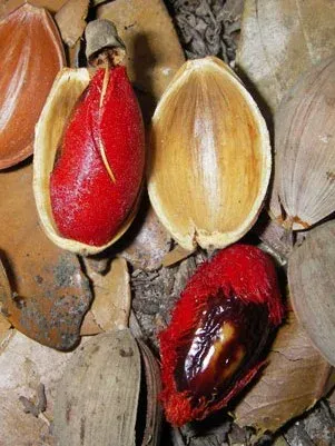 Ctenolophon parvifolius