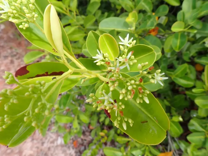 Humiria balsamifera