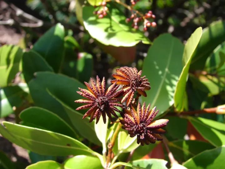 Медузагина супротивнолистная