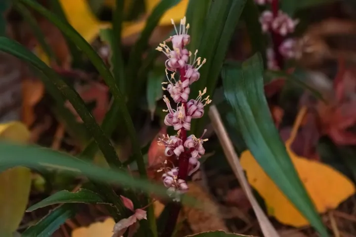 Reineckea carnea