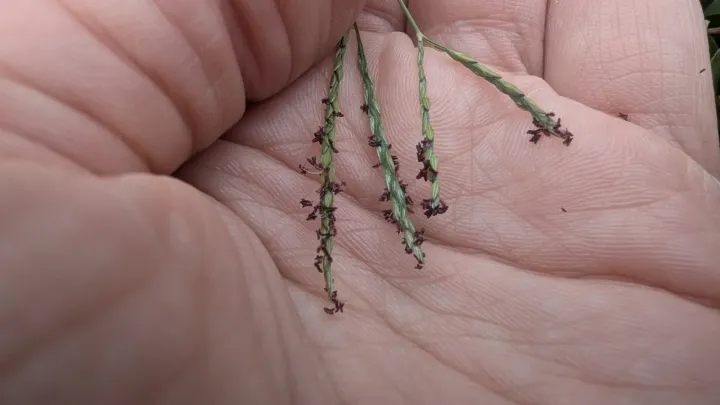 Swaziland fingergrass