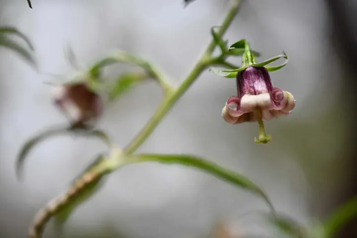 Heterochaenia ensifolia