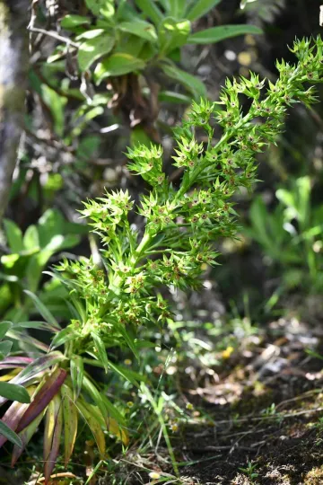 Heterochaenia rivalsii