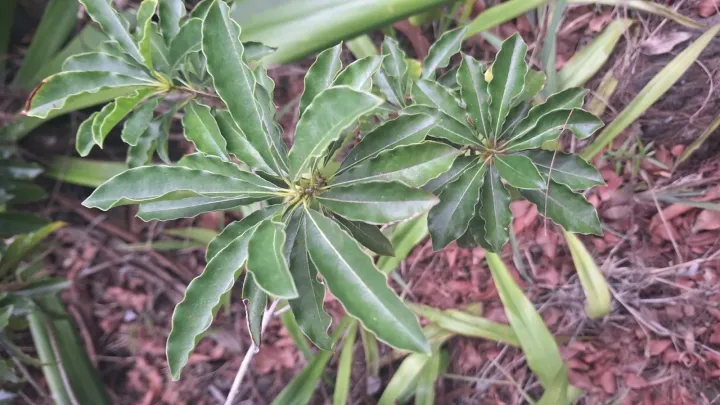 Pittosporum senacia