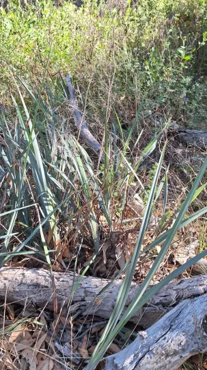 Dianella revoluta