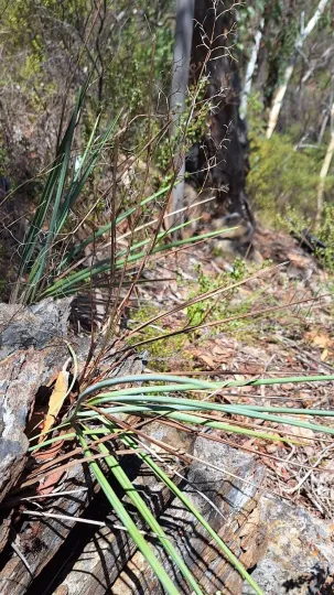 Dianella revoluta var. brevicaulis