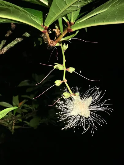 Barringtonia racemosa