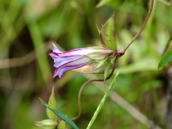 Tripterospermum japonicum
