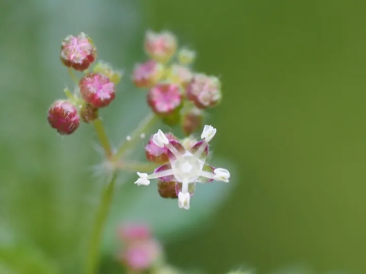 Nanocnide japonica