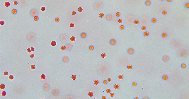 Porphyridium purpureum