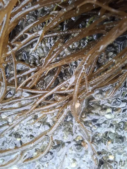 Gracilaria chilensis