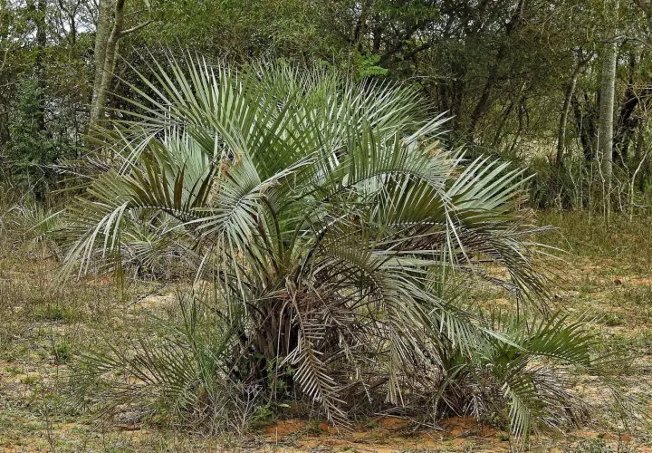 Butia paraguayensis