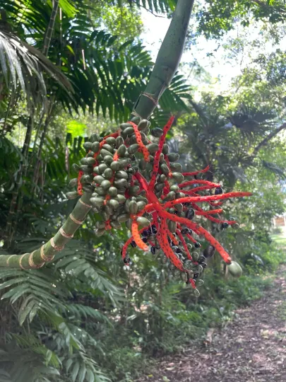 Хамедорея пакайя