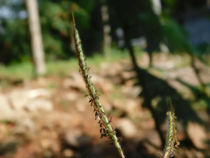 Dichanthium caricosum