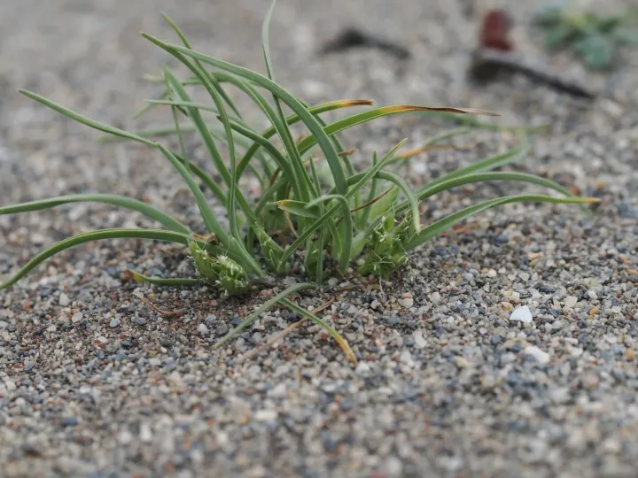 Ammochloa palaestina