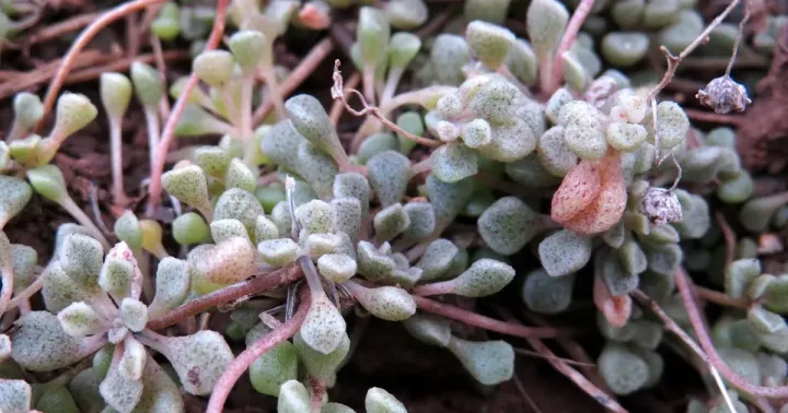 Monanthes lowei