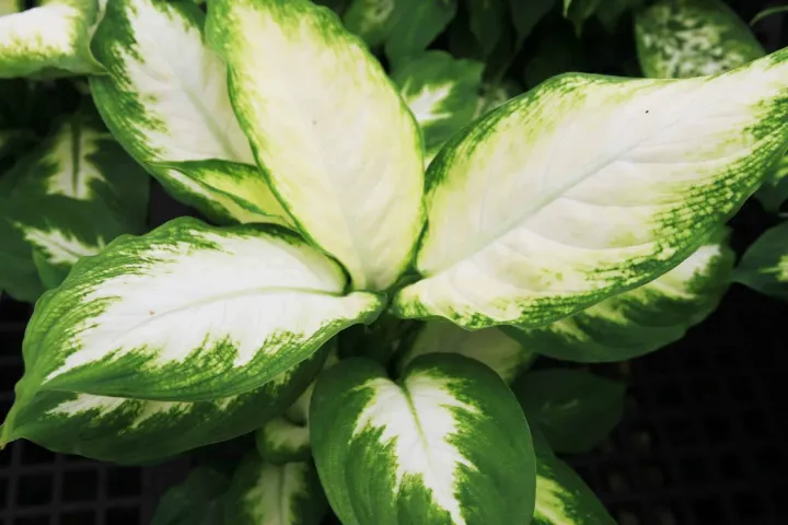 Dieffenbachia daguensis