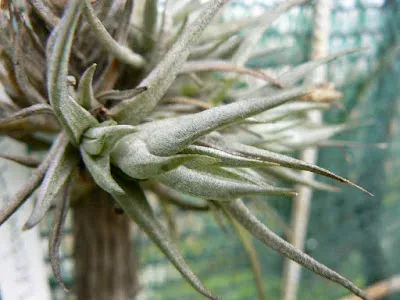 Tillandsia boliviana