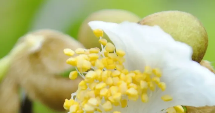 Swartzia pickelii