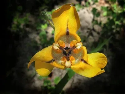 Cypella herbertii