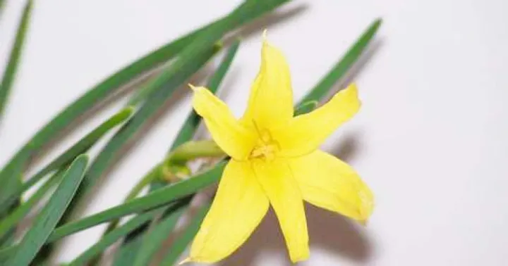Fragrant chlidanthus