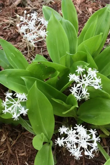 Speirantha gardenii