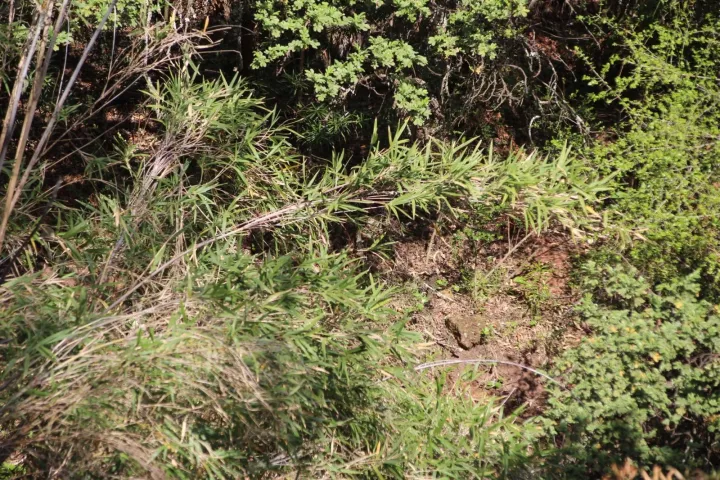 Thamnocalamus tessellatus
