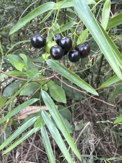Geitonoplesium cymosum
