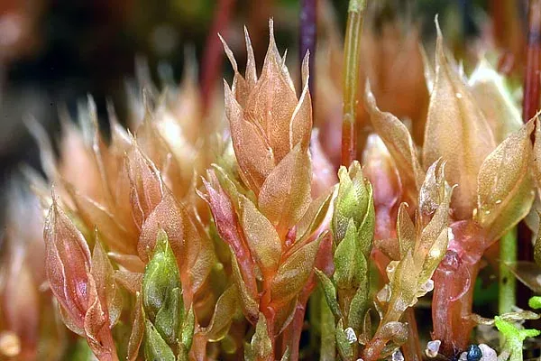 Catascopium nigritum