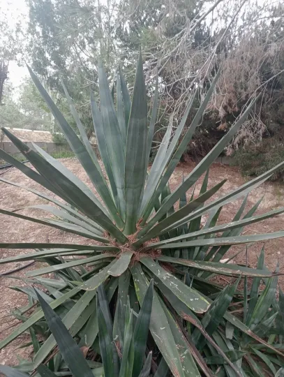 Sisal agave