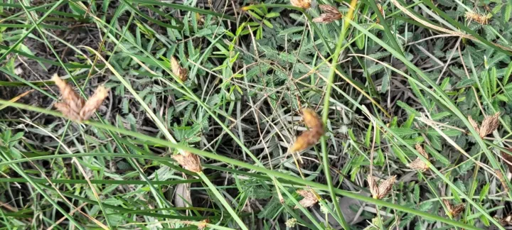 Schoenoplectiella erecta