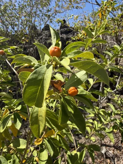Brunfelsia americana
