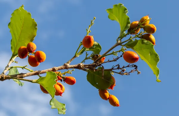 Bunchosia glandulifera