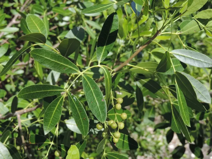Bursera frenningiae