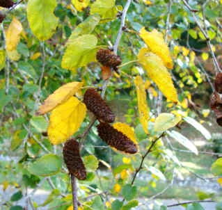 Virginia round-leaf birch