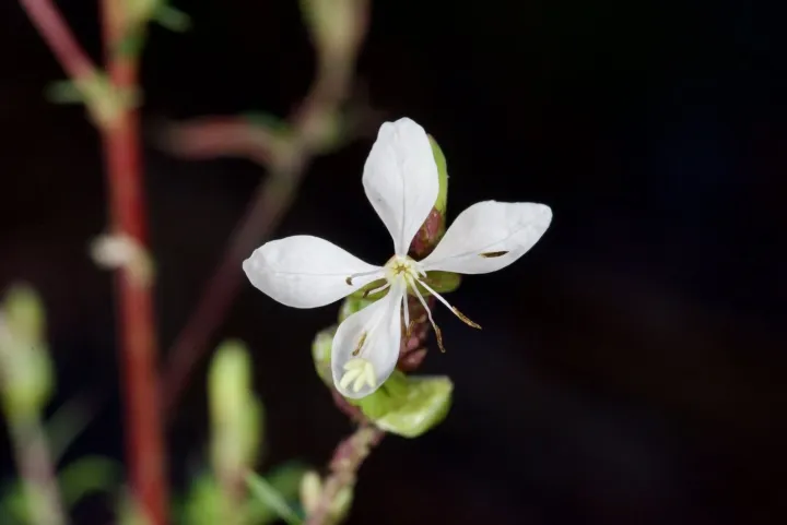 Threadleaf evening primrose