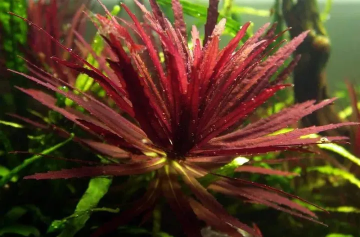 Limnophila hippuridoides
