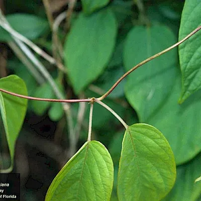 Paederia cruddasiana