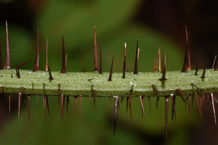 Smilax californica