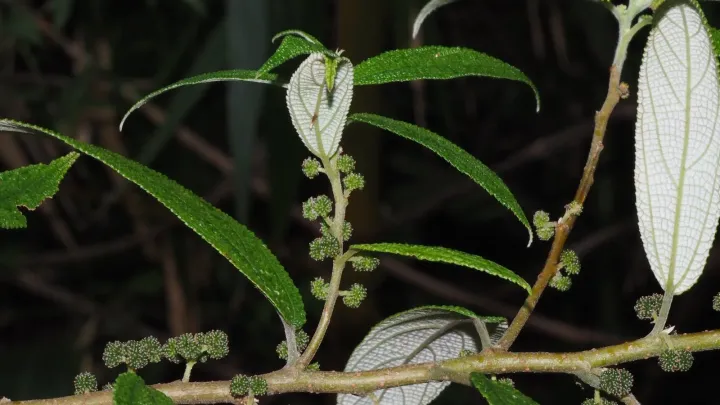 Debregeasia saeneb