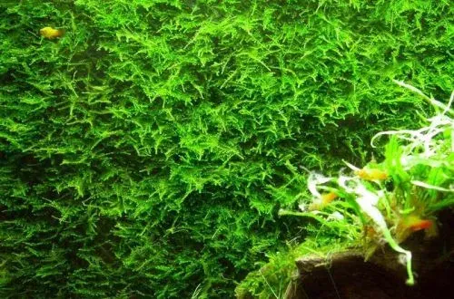 Taxiphyllum alternans
