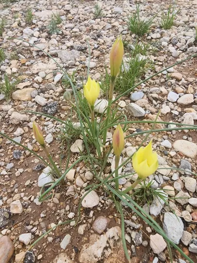 Habranthus longifolius