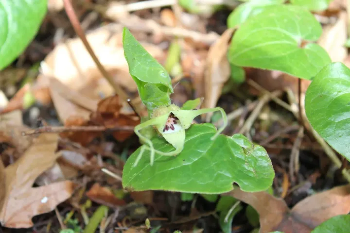 British Columbia wild ginger